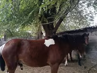 ፈረስ, Horses — ፎቶ 6