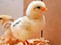 ادلر نقره‌ای — عکس 7