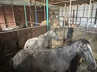 Merrie, Paarden — foto 4
