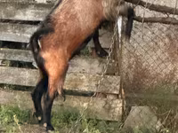 Billy Goat, Goats — photo 4
