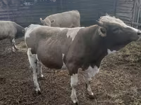ثور, Russian Black pied cattle — الصورة 2