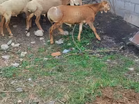 แกะตัวเมีย, Arashan sheep — รูปภาพ 3