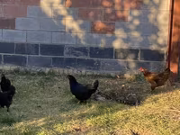 Chickens — picha 8