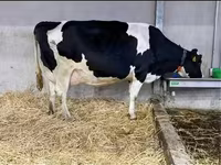 Vache, Race Holstein — photo 1