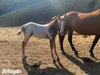 Асп, Appaloosa — акс 2