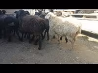 Pecora, Hissar sheep — foto 4