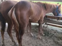 घोड़ा, Friesian sport horse — फ़ोटो 4