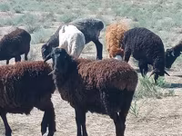Vædder, Edilbay sheep — foto 2
