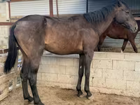 اسب نر, Arabian horse — عکس 1
