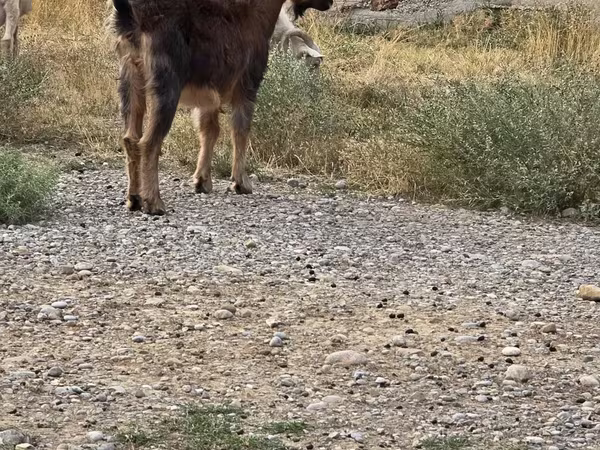 Billy Goat, Goats