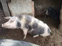 ወንድ አሣማ, Pigs — ፎቶ 3