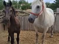 Yegua, Caballos — foto 2