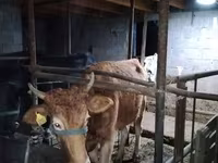 ላም, Cattle — ፎቶ 5