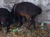Widder, Hissar sheep — Foto 2
