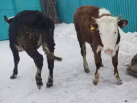 Vaca, Simmental cattle — foto 2