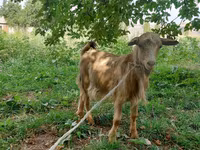 公山羊, Goats — 照片 2
