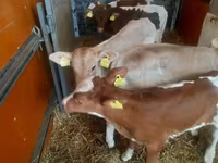 Bik, Simmental cattle — fotografija 2