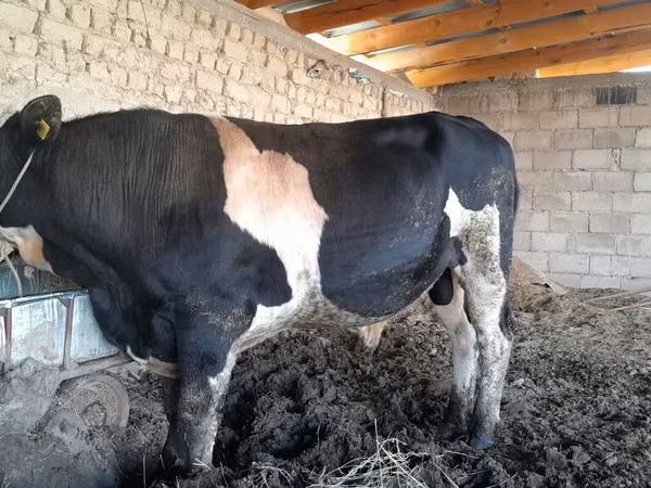 Бик, Russian Black pied cattle