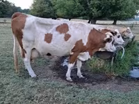 گائے, Simmental cattle — تصویر 1