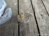Quails — 1 зураг