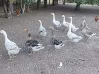 Geese — تصویر 4