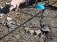 Cinghiale, Maiali — foto 6