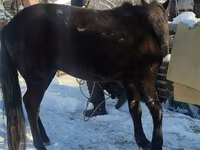 Hingst, Heste — foto 6