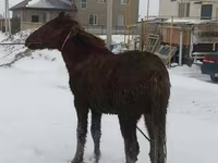 Aygır, Atlar — foto 2