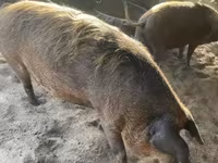 Babi (lot, jantina tidak dinyatakan), Мангалица — foto 4