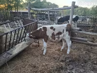 Bik, Simmental cattle — fotografija 4