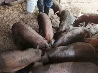 Boar — photo 1