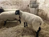 Vædder, White Suffolk sheep — foto 4