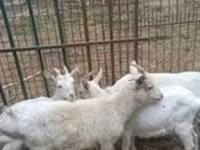 Chèvre, Saanen goat — photo 2