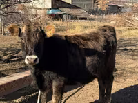 Krava, Swiss cattle — fotografija 5