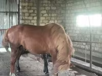Kůň, Kustanai horse — foto 4