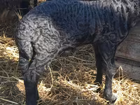 የጎትት አውራ በግ, Sheep — ፎቶ 5