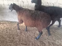Kambing betina, Sheep — foto 3
