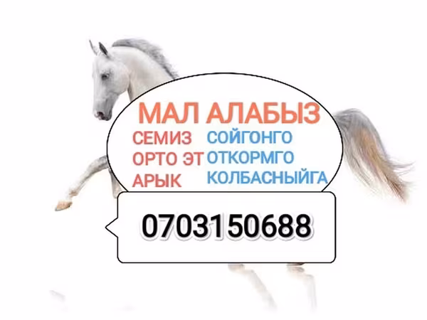 Horse (M), Horses — Kyrgyzstan