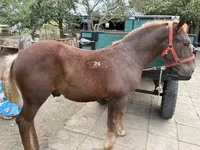 Ngựa đực, Hungarian horse breed — ảnh 1