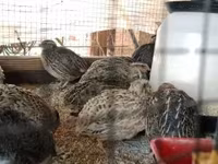 Quails — الصورة 6