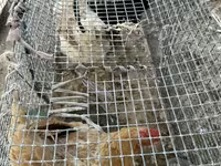 Chickens — foto 1