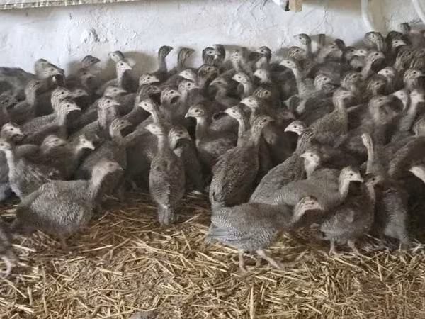 Guinea fowl