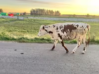 Mucca, Russian Black pied cattle — foto 1