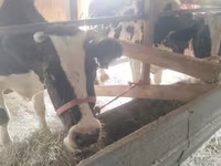 گاو ماده, Latvian Blue cattle — عکس 2