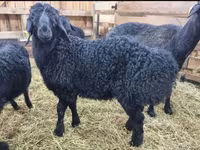 Vædder, Baerchuke sheep — foto 8