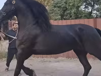 Stute, Friesian — Foto 1