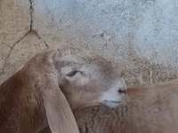 แกะตัวผู้, Arashan sheep — รูปภาพ 5