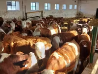 Bik, Simmental cattle — fotografija 4
