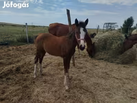 Kuda betina, Hungarian horse breed — foto 1