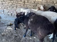 بز نر, بز — عکس 5